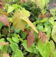 Epimedium youngianum 'Niveum'